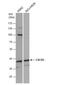 C-X-C Motif Chemokine Receptor 3 antibody, NBP2-16044, Novus Biologicals, Western Blot image 
