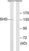 Src Homology 2 Domain Containing Transforming Protein D antibody, GTX87340, GeneTex, Western Blot image 