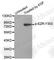 Ezrin antibody, AP0349, ABclonal Technology, Western Blot image 