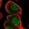 Plakophilin 1 antibody, HPA027221, Atlas Antibodies, Immunofluorescence image 