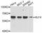 Kruppel Like Factor 4 antibody, abx126955, Abbexa, Western Blot image 