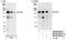 Insulin Receptor Substrate 2 antibody, NB100-68243, Novus Biologicals, Western Blot image 