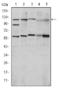 HIF1-alpha antibody, MBS850472, MyBioSource, Western Blot image 