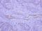 Brain Enriched Guanylate Kinase Associated antibody, NBP2-15561, Novus Biologicals, Immunohistochemistry paraffin image 