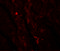 Isocitrate Dehydrogenase (NADP(+)) 2, Mitochondrial antibody, 5821, ProSci, Immunofluorescence image 