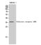 Olfactory Receptor Family 10 Subfamily H Member 4 antibody, A17528, Boster Biological Technology, Western Blot image 