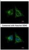 Heme Binding Protein 1 antibody, NBP2-14977, Novus Biologicals, Immunocytochemistry image 