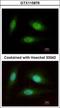 WD Repeat Domain 91 antibody, GTX115876, GeneTex, Immunocytochemistry image 