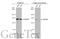 Rho Associated Coiled-Coil Containing Protein Kinase 1 antibody, GTX629972, GeneTex, Western Blot image 