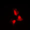 Serum/Glucocorticoid Regulated Kinase 1 antibody, LS-C358312, Lifespan Biosciences, Immunofluorescence image 