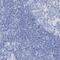 Fibroblast Growth Factor Receptor Substrate 3 antibody, PA5-56385, Invitrogen Antibodies, Immunohistochemistry frozen image 