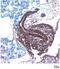 Frizzled Class Receptor 7 antibody, AF198, R&D Systems, Immunohistochemistry frozen image 