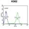 C-X-C Motif Chemokine Receptor 3 antibody, abx025617, Abbexa, Western Blot image 