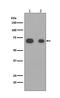 Caldesmon 1 antibody, M04578-1, Boster Biological Technology, Western Blot image 