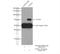 ATP Binding Cassette Subfamily C Member 6 antibody, 55365-1-AP, Proteintech Group, Immunoprecipitation image 