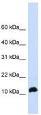 Nescient helix loop helix 1 antibody, TA344559, Origene, Western Blot image 