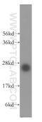 EMG1 N1-Specific Pseudouridine Methyltransferase antibody, 11965-1-AP, Proteintech Group, Western Blot image 
