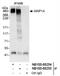 Microtubule Associated Protein 1A antibody, NB100-68254, Novus Biologicals, Immunoprecipitation image 