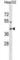 Mitochondrial Ribosomal Protein S2 antibody, abx029551, Abbexa, Western Blot image 