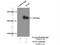 Alsin Rho Guanine Nucleotide Exchange Factor ALS2 antibody, 13998-1-AP, Proteintech Group, Immunoprecipitation image 