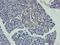 TYRP antibody, orb402977, Biorbyt, Immunohistochemistry paraffin image 