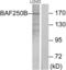 AT-rich interactive domain-containing protein 1B antibody, LS-C119154, Lifespan Biosciences, Western Blot image 