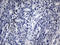 Basic Helix-Loop-Helix Family Member E40 antibody, LS-C795340, Lifespan Biosciences, Immunohistochemistry paraffin image 