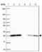 Retinoblastoma-like protein 1 antibody, NBP2-33791, Novus Biologicals, Western Blot image 