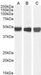 Citrulline--aspartate ligase antibody, 46-626, ProSci, Immunohistochemistry frozen image 