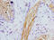 Presenilin 1 antibody, LS-C376425, Lifespan Biosciences, Immunohistochemistry paraffin image 