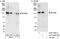 Nuclear factor related to kappa-B-binding protein antibody, A301-459A, Bethyl Labs, Immunoprecipitation image 