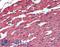 Actin Alpha 2, Smooth Muscle antibody, LS-B2847, Lifespan Biosciences, Immunohistochemistry paraffin image 