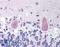 Huntingtin antibody, LS-B36, Lifespan Biosciences, Immunohistochemistry frozen image 