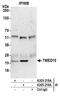 Transmembrane P24 Trafficking Protein 10 antibody, A305-219A, Bethyl Labs, Immunoprecipitation image 