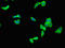 Ret Finger Protein Like 4B antibody, LS-C396581, Lifespan Biosciences, Immunofluorescence image 