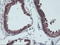 Aminoacylase 1 antibody, LS-C173135, Lifespan Biosciences, Immunohistochemistry frozen image 