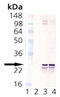 Synaptosome Associated Protein 25 antibody, ADI-VAM-SV012-F, Enzo Life Sciences, Western Blot image 