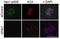 NDC80 Kinetochore Complex Component antibody, GTX70017, GeneTex, Immunocytochemistry image 