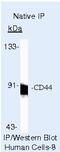 CD44 antibody, MA5-13887, Invitrogen Antibodies, Immunoprecipitation image 