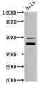 DnaJ Heat Shock Protein Family (Hsp40) Member A1 antibody, LS-C682174, Lifespan Biosciences, Western Blot image 