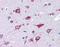 Alsin Rho Guanine Nucleotide Exchange Factor ALS2 antibody, orb88422, Biorbyt, Immunohistochemistry paraffin image 