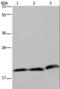 Peptidoglycan Recognition Protein 1 antibody, LS-C403427, Lifespan Biosciences, Western Blot image 