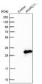 Anaphase Promoting Complex Subunit 11 antibody, PA5-54543, Invitrogen Antibodies, Western Blot image 