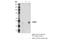 Potassium Voltage-Gated Channel Subfamily J Member 6 antibody, 68348S, Cell Signaling Technology, Immunoprecipitation image 