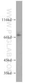 Solute Carrier Family 1 Member 6 antibody, 12876-1-AP, Proteintech Group, Western Blot image 