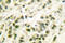 DNA Polymerase Beta antibody, LS-C175991, Lifespan Biosciences, Immunohistochemistry frozen image 