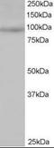 Mitogen-Activated Protein Kinase Kinase Kinase Kinase 1 antibody, orb95303, Biorbyt, Western Blot image 