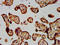 Arrestin Domain Containing 1 antibody, LS-C680182, Lifespan Biosciences, Immunohistochemistry paraffin image 