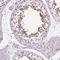 ROP1L antibody, NBP2-47299, Novus Biologicals, Immunohistochemistry frozen image 