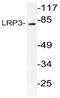 LDL Receptor Related Protein 3 antibody, AP21071PU-N, Origene, Western Blot image 